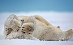 PolarBearAK1920x12001-25-2012 2_04_19 PM Bing Desktop